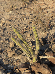 Stenocereus gummosus