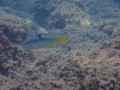 Halichoeres nicholsi