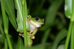 Agalychnis dacnicolor