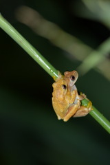 Dendropsophus