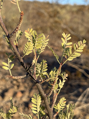 Bursera microphylla