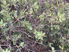 Quercus × undulata