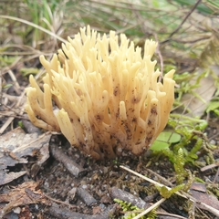 Ramaria lorithamnus
