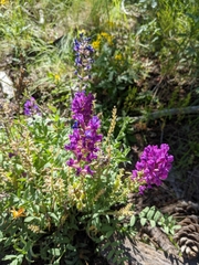 Oxytropis