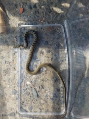 Amphiesma stolatum