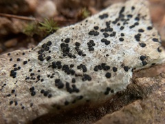 Porpidia crustulata