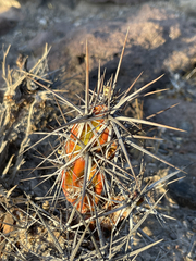 Corynopuntia invicta