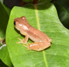 Dendropsophus microcephalus