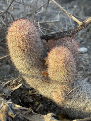 Mammillaria