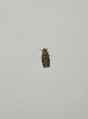 Lobesia aeolopa