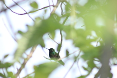 Eugenes fulgens