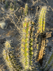 Stenocereus gummosus