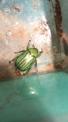 Chrysina gloriosa