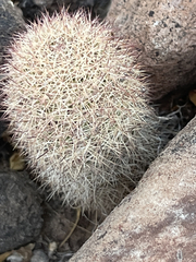 Mammillaria