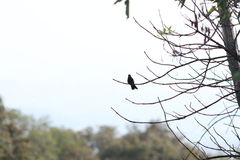 Eugenes fulgens