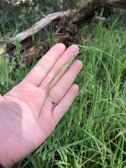 Microlaena stipoides