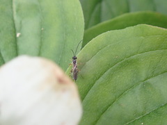 Ichneumonoidea