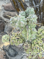 Cylindropuntia cholla