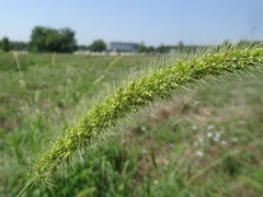 Setaria viridis