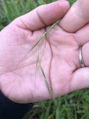 Microlaena stipoides