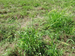Setaria viridis