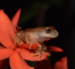 Dendropsophus microcephalus