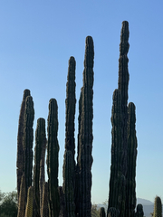 Pachycereus pringlei
