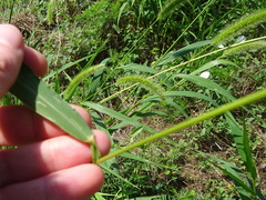 Setaria viridis