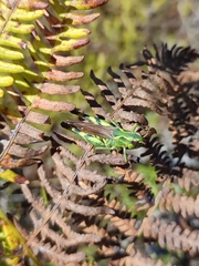 Chorthippus binotatus