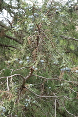 Juniperus polycarpos