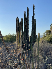 Pachycereus pringlei