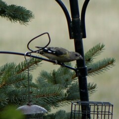 Coccothraustes vespertinus