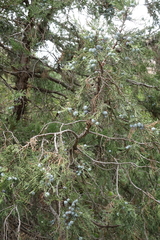 Juniperus polycarpos