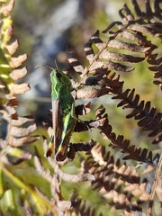 Chorthippus binotatus
