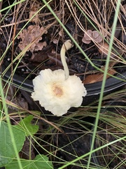 Leucocoprinus tricolor