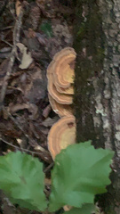 Trametes cubensis