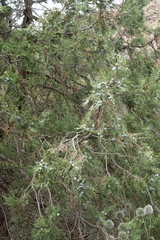Juniperus polycarpos
