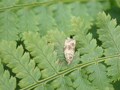 Tortricoidea