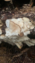 Trametes cubensis