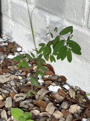 Euphorbia hypericifolia