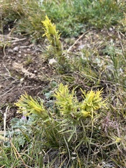 Castilleja puberula