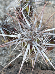 Corynopuntia invicta