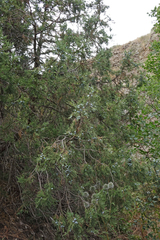 Juniperus polycarpos