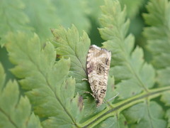 Tortricoidea