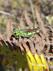 Chorthippus binotatus