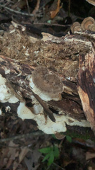 Trametes cubensis