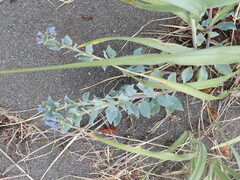 Mertensia maritima