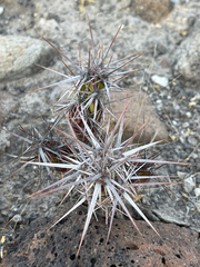 Corynopuntia invicta