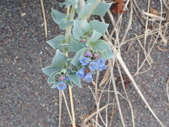 Mertensia maritima