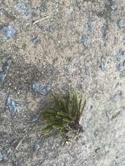 Hedwigia ciliata